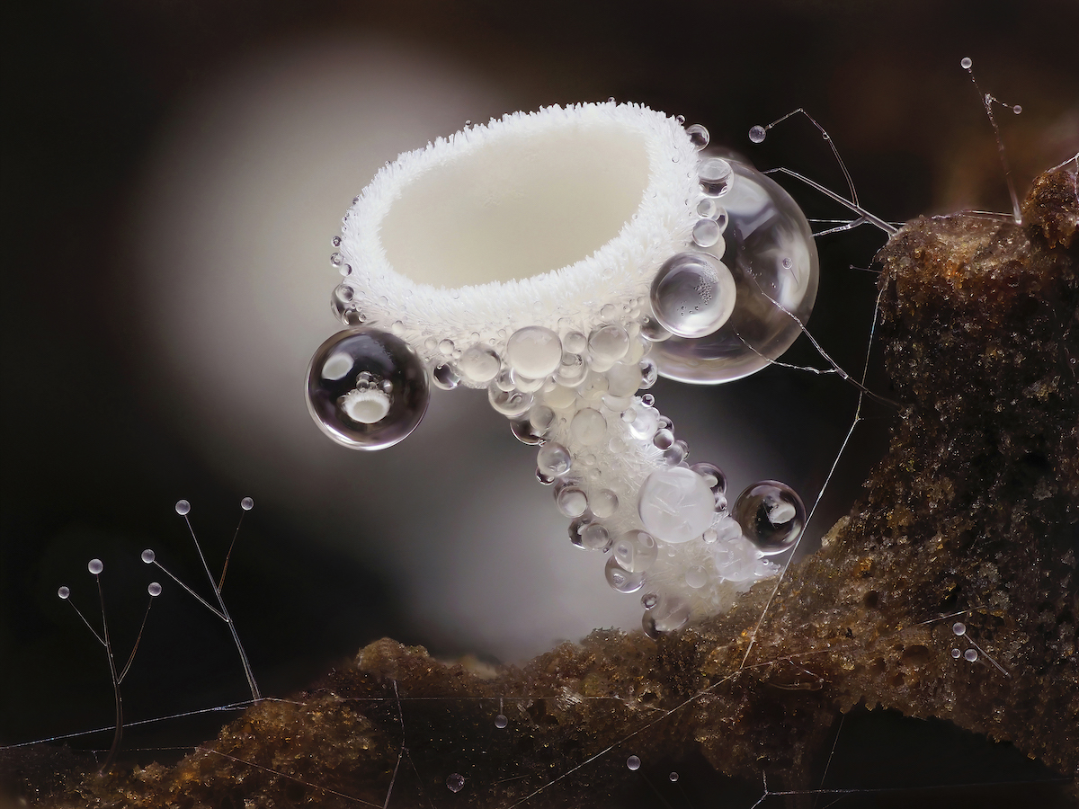 Cup Fungi Coming Out of Piece of Rotting Wood