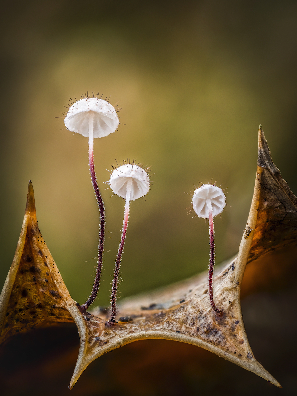 Holly Parachute fungi