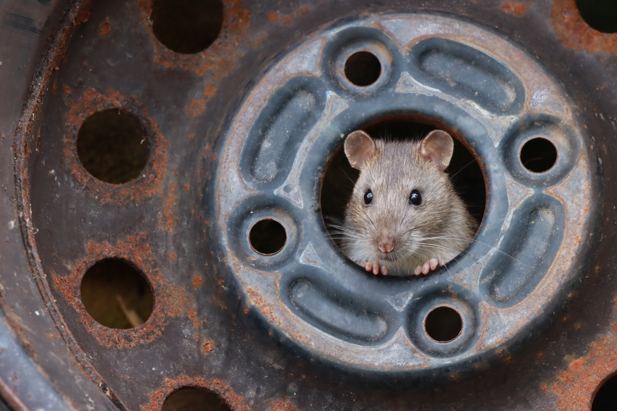 Rat Sticking Its Head Out of a Tire