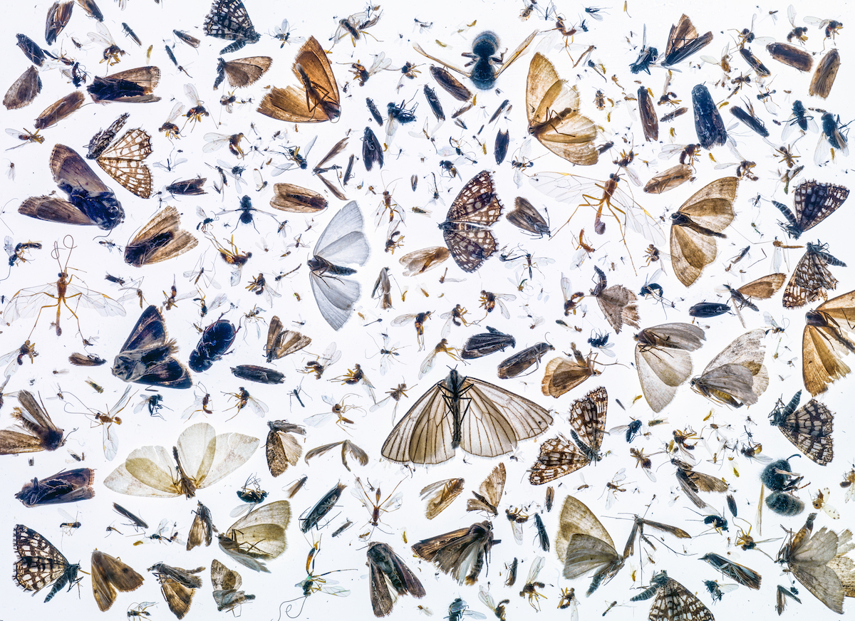 Insects Trapped on a Lamp