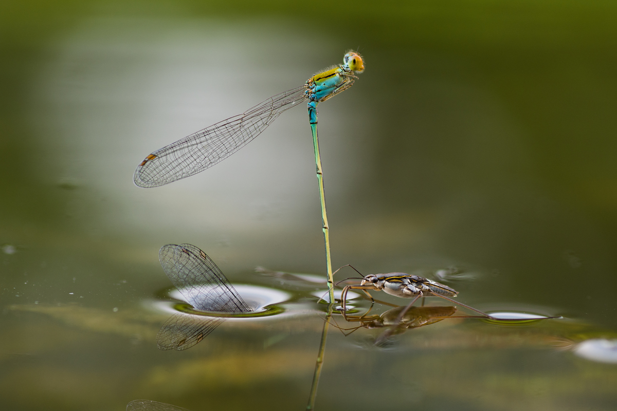 Damselfly Laying an Egg