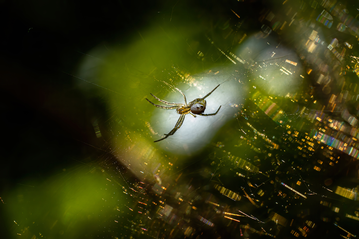 Macro Photo of a Spider Spinning Its Web