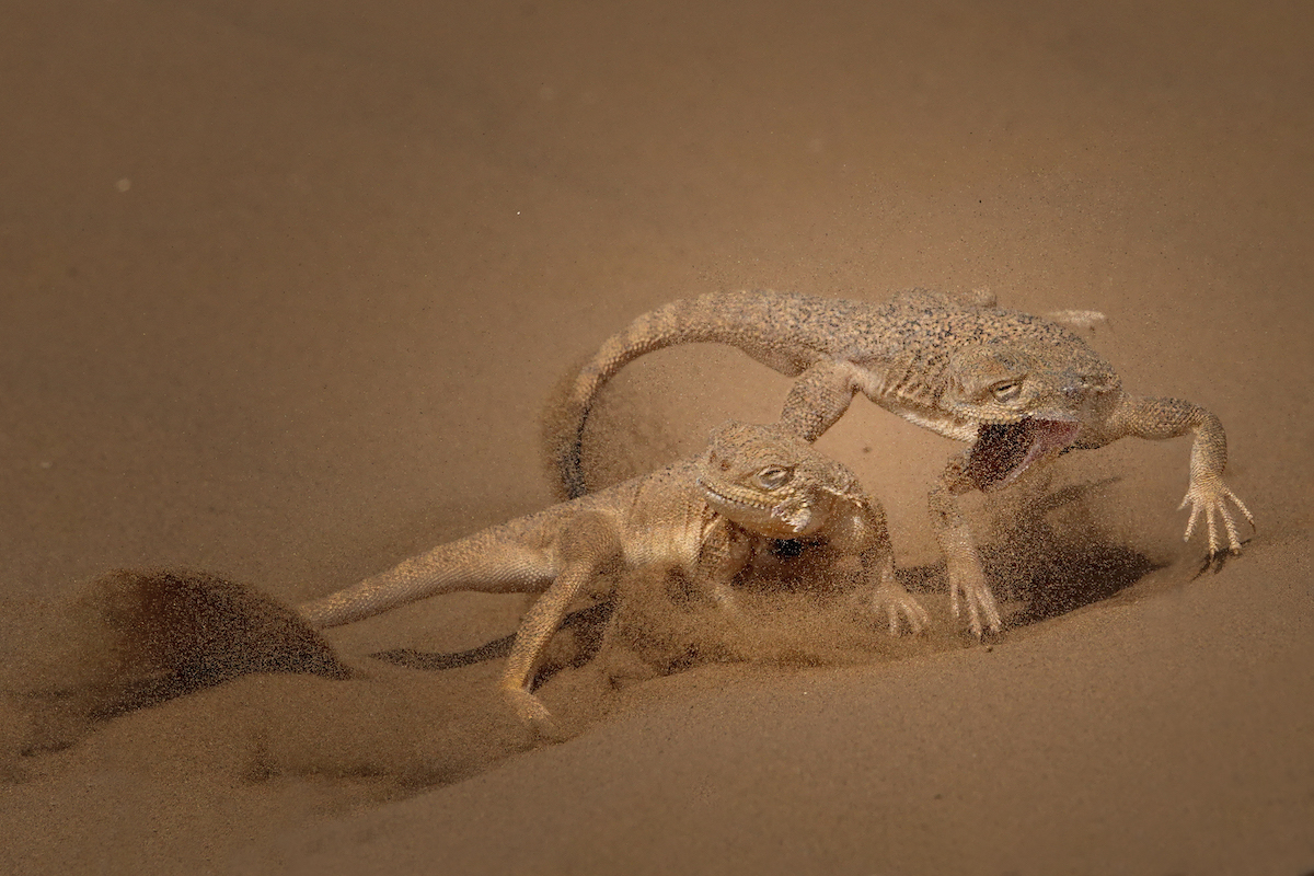 Secret toadhead agamas fighting