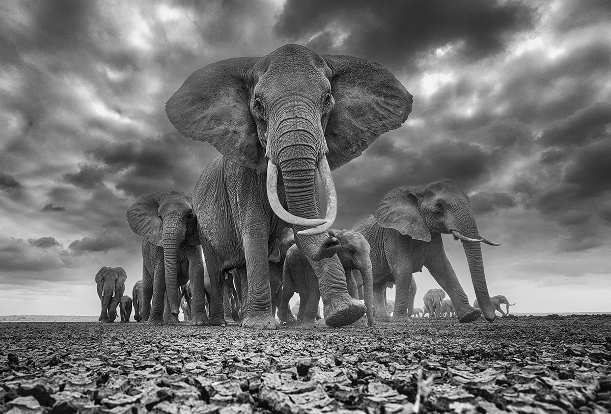 Herd of Elephants by Chris Fallows