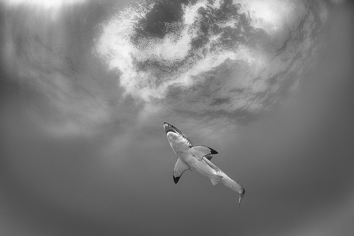 Great White Shark from Below