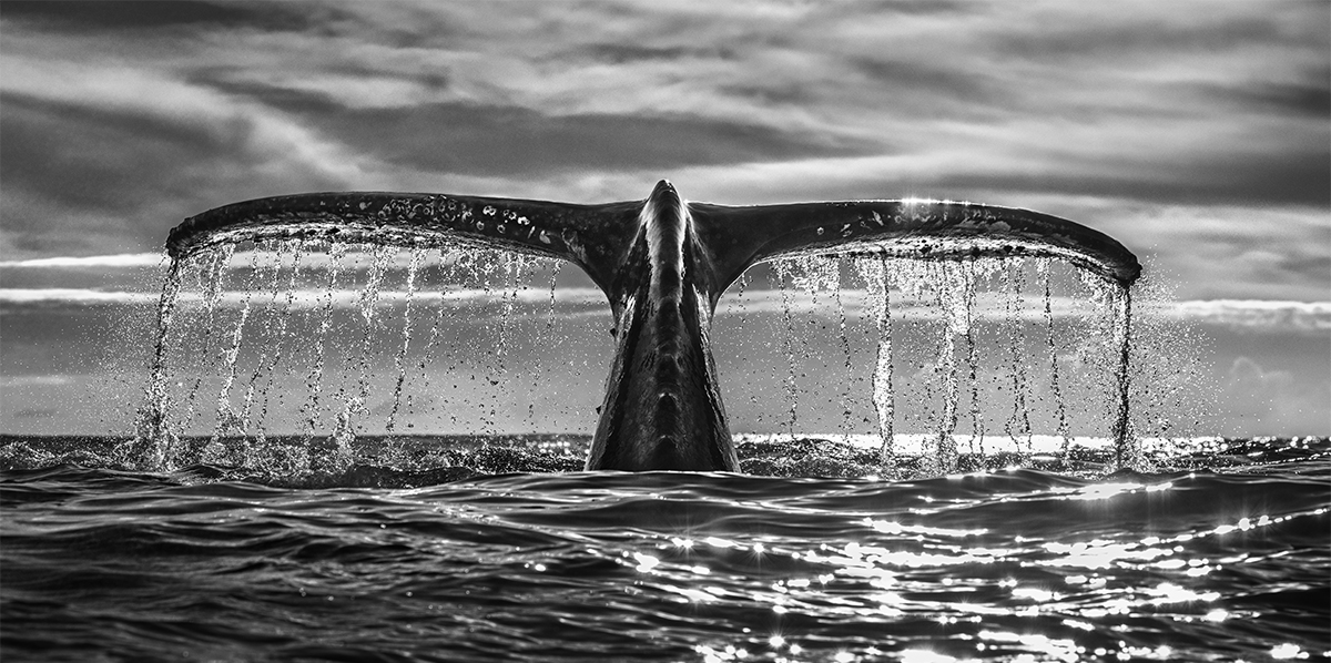 Whale Fluke by Chris Fallows