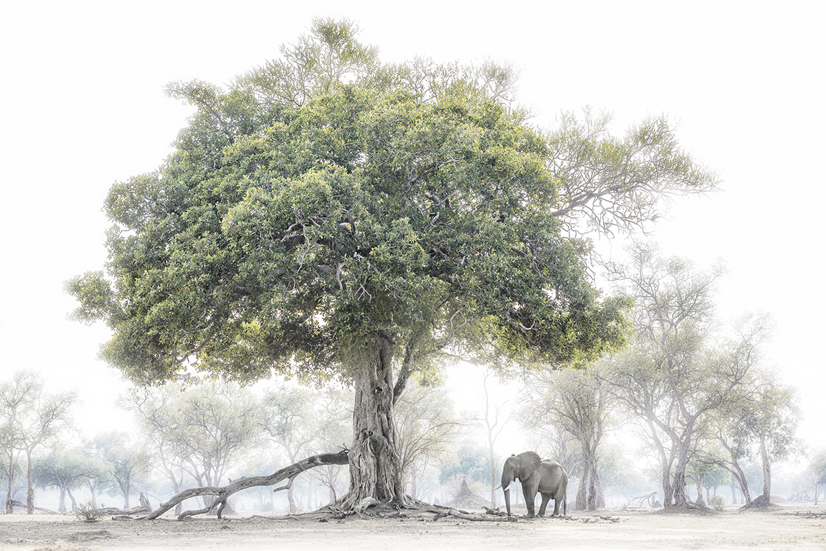 Chris Fallows Photo d'un éléphant sous un figuier
