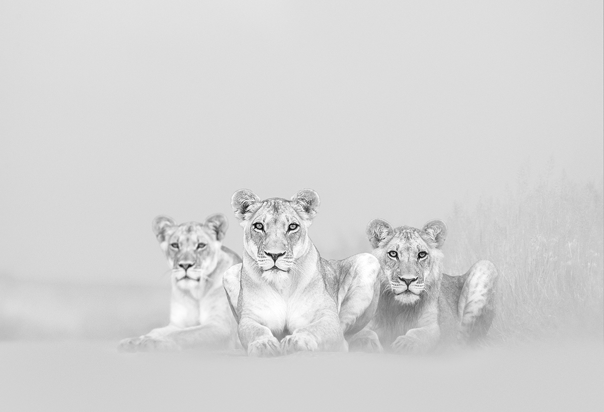 Lions au Botswana