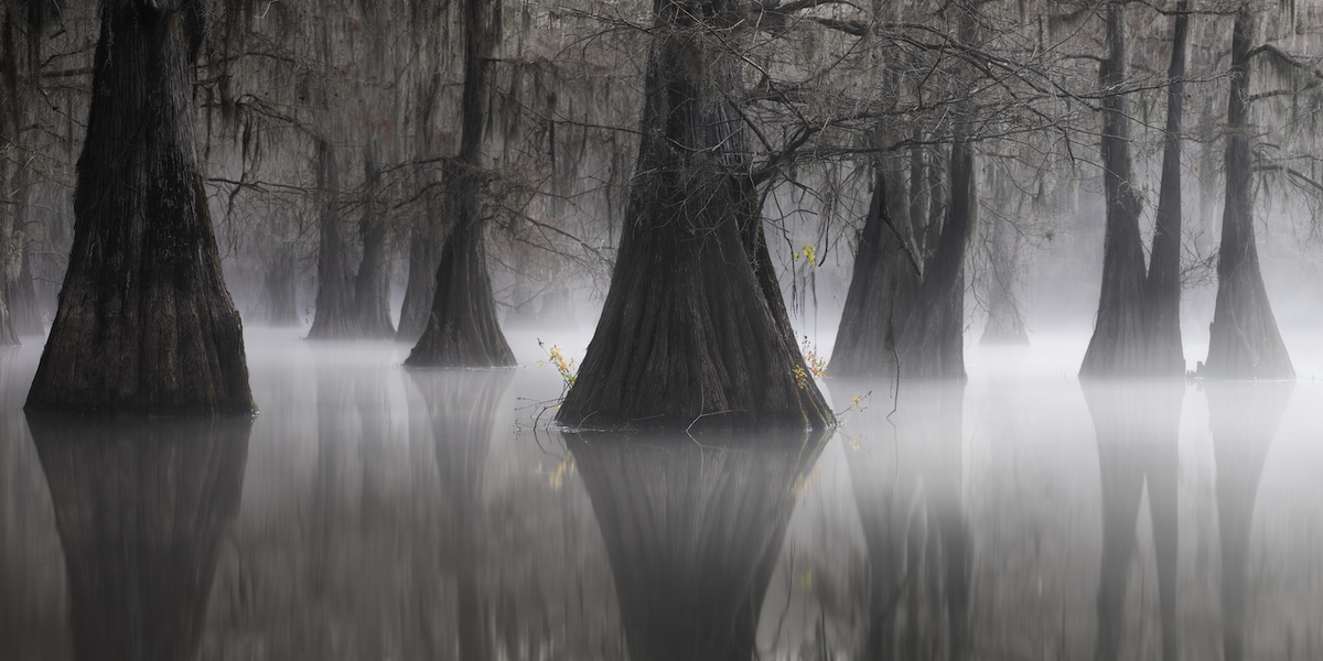 Panorama of Cyprus Trees Growing Out of the Water