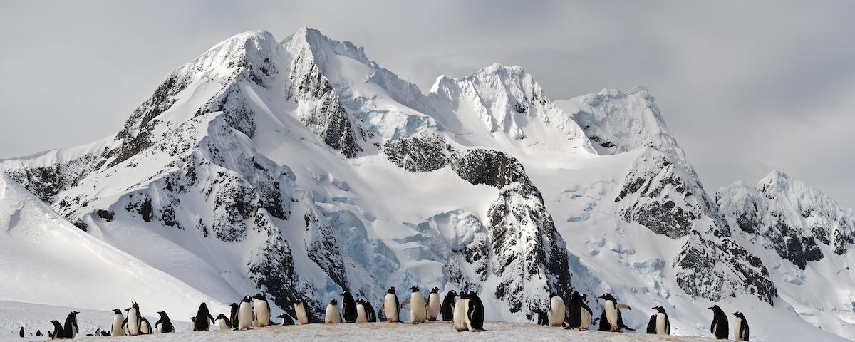 Colonia de pingüinos en la Antártida