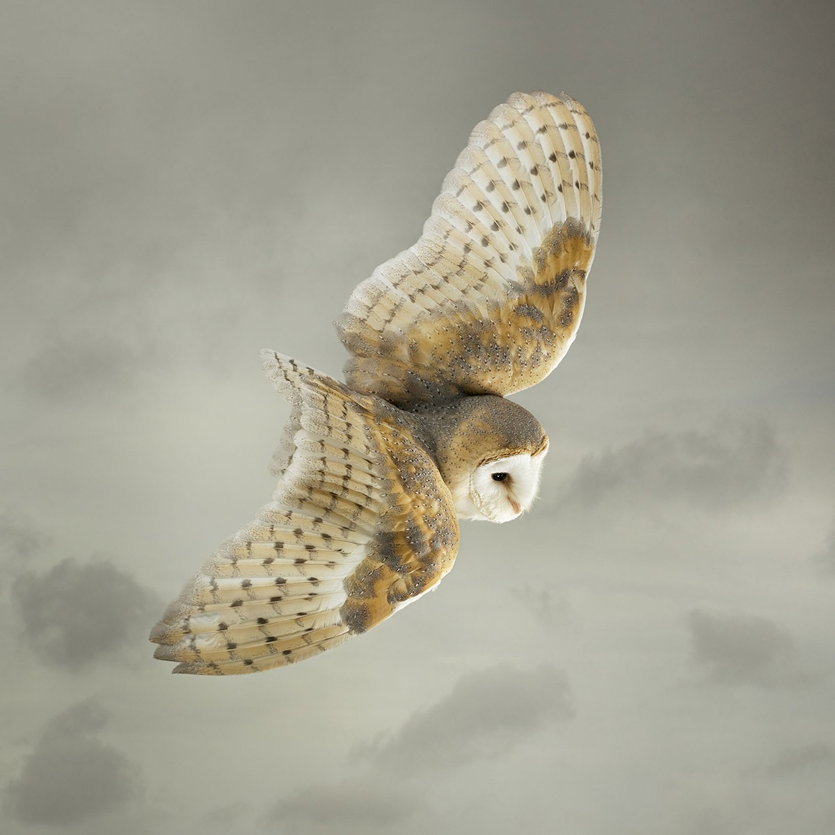 Barn Owl in Flight by Mark Harvey