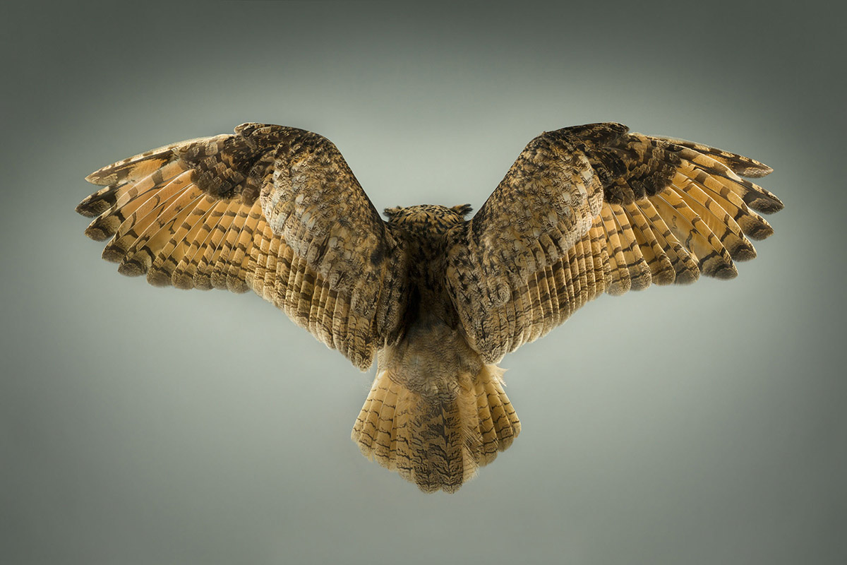 Eagle Owl with Its Wings Spread by Mark Harvey