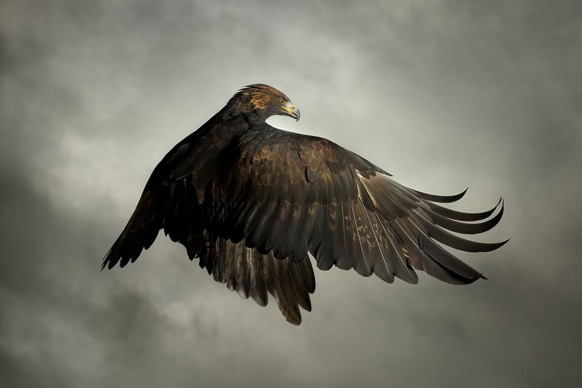 Studio Portrait of an Eagle by Mark Harvey
