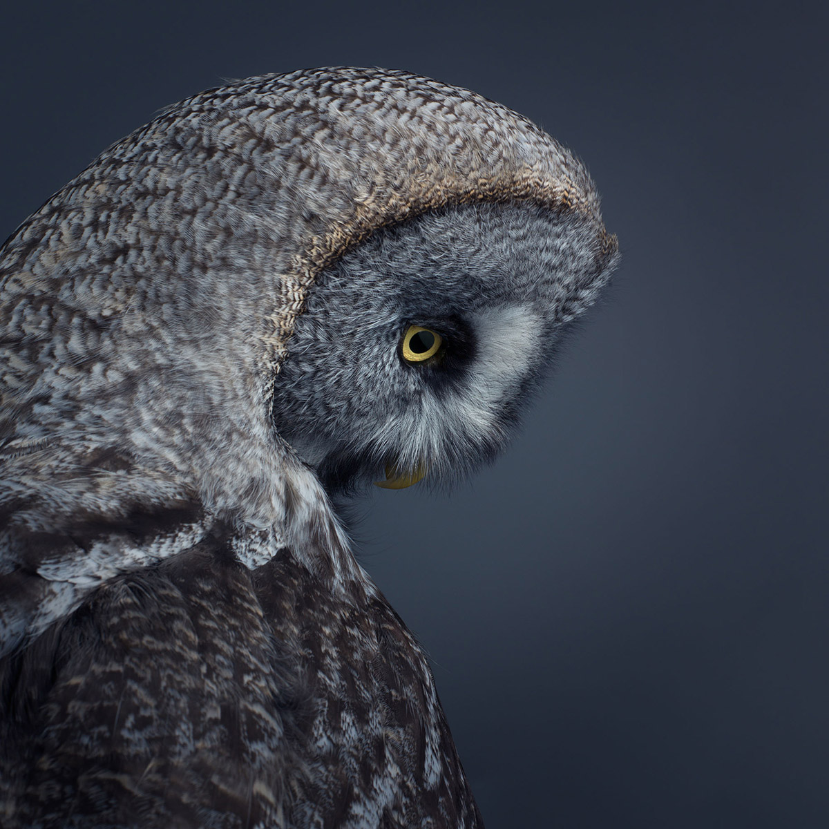 Portrait of Great Grey Owl by Mark Harvey