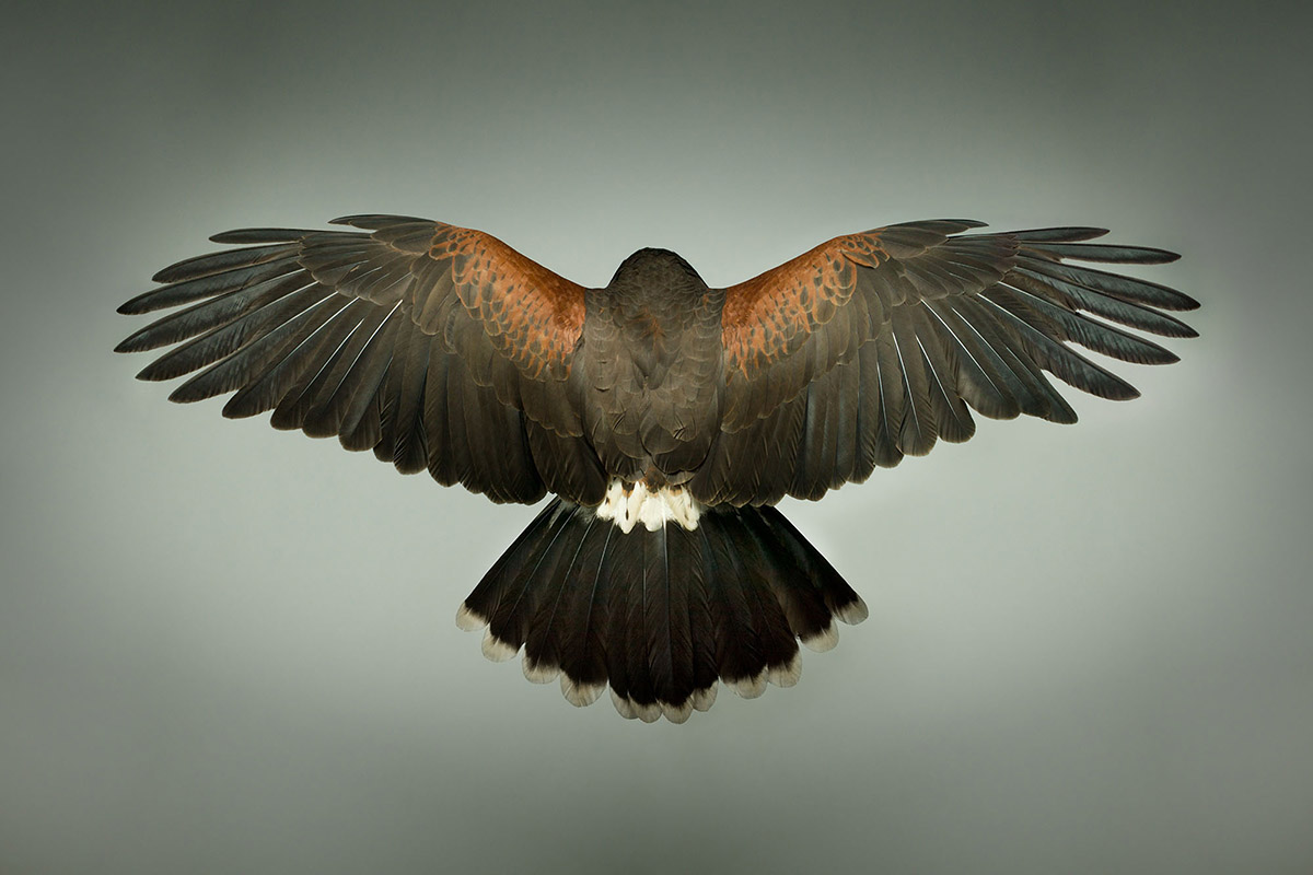 Harris Hawk from Behind with Wings Open