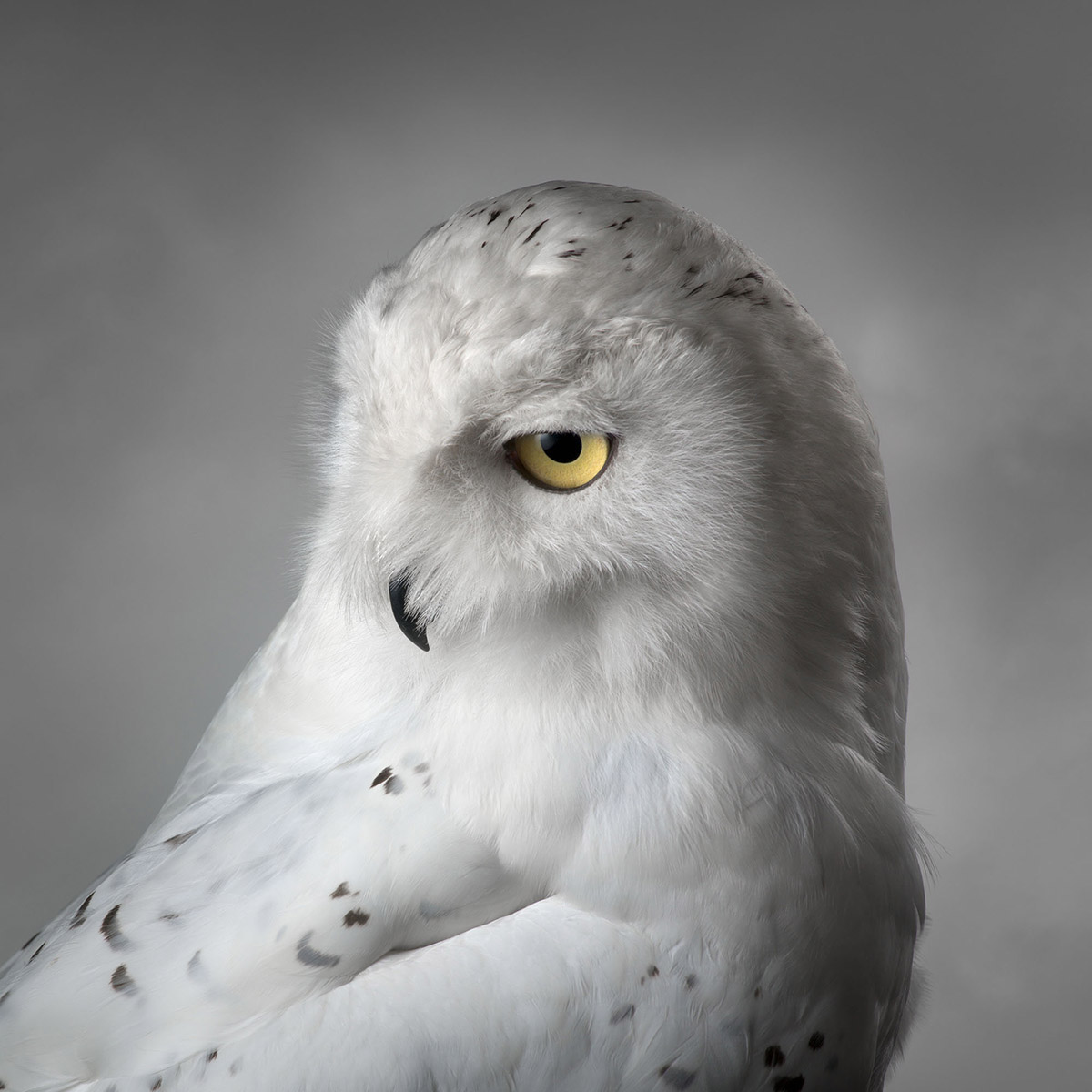 Portrait of a Snowy Owl by Mark Harvey