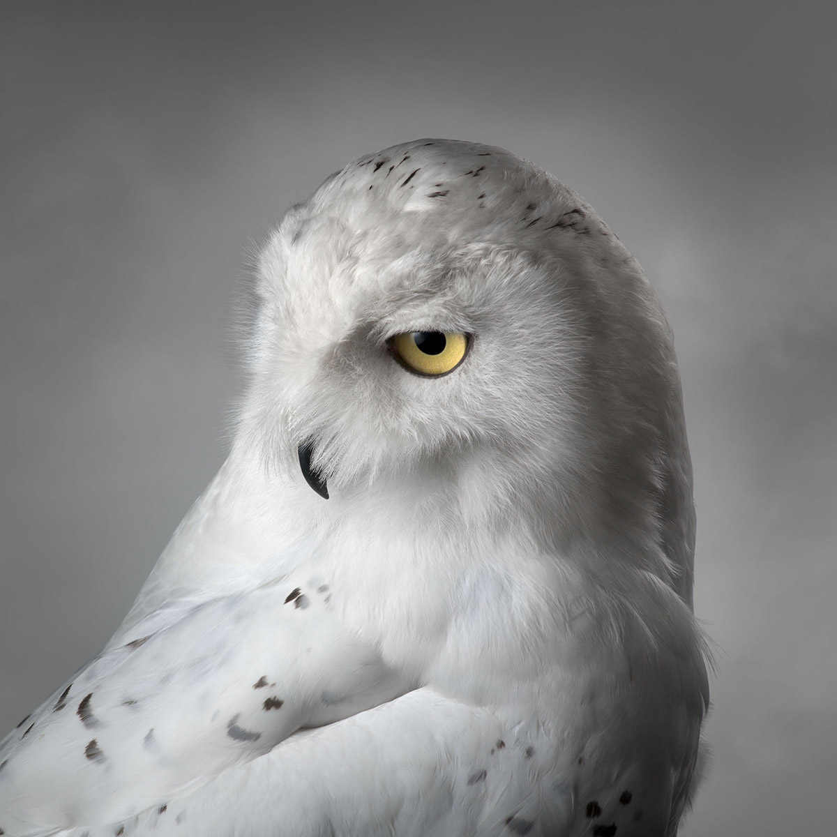 Portrait d'un harfang des neiges par Mark Harvey