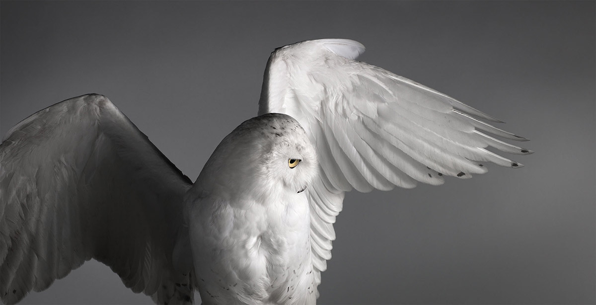 Snowy Owl in Flight by Mark Harvey