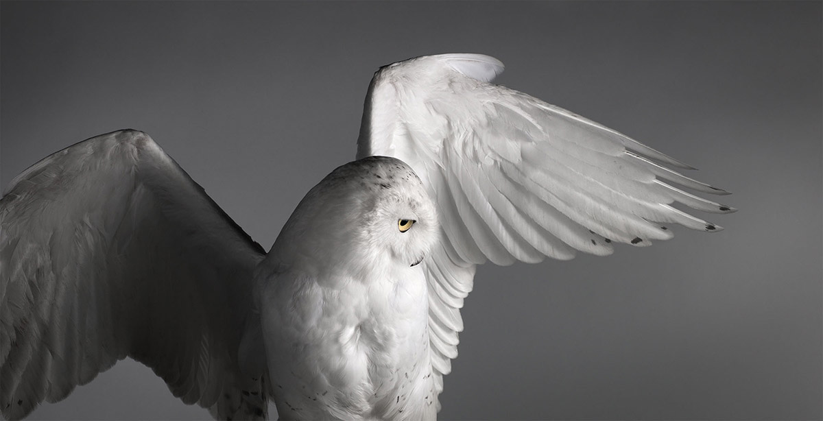 Harfang des neiges en vol par Mark Harvey