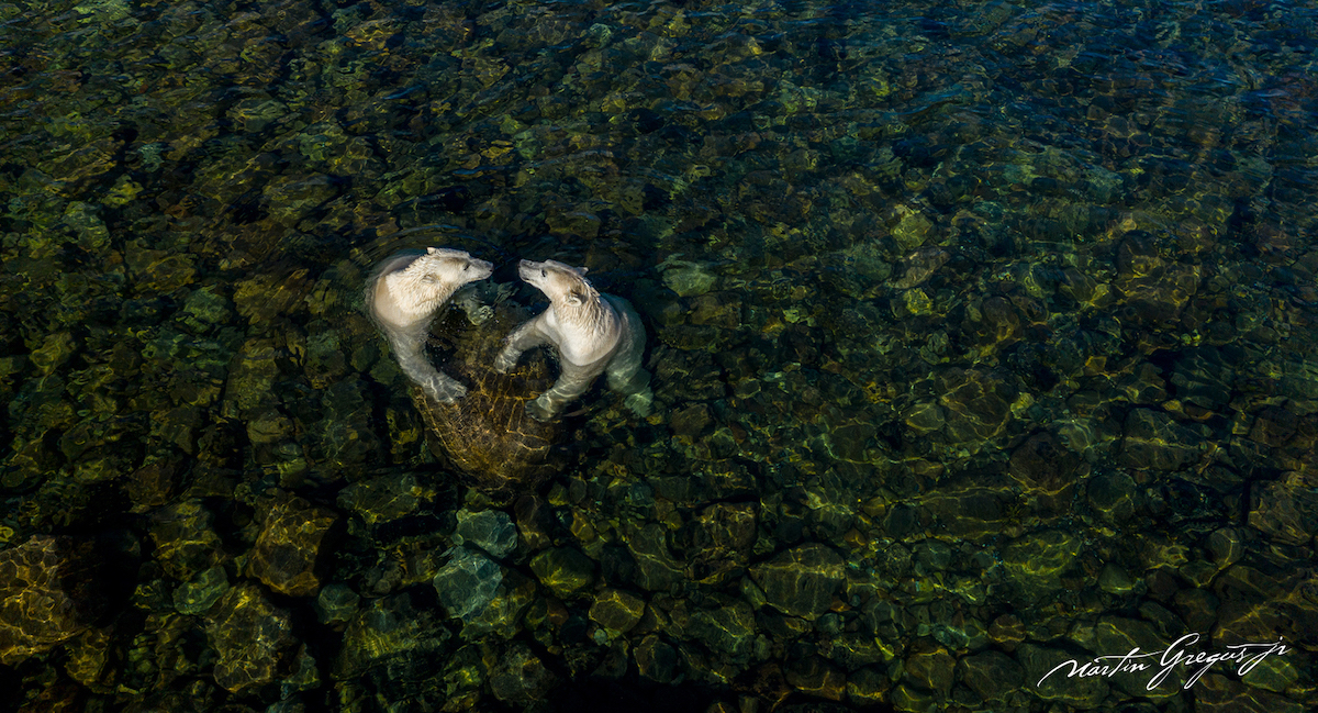 Two Polar Bears Swimming in the Water by Martin Gregus