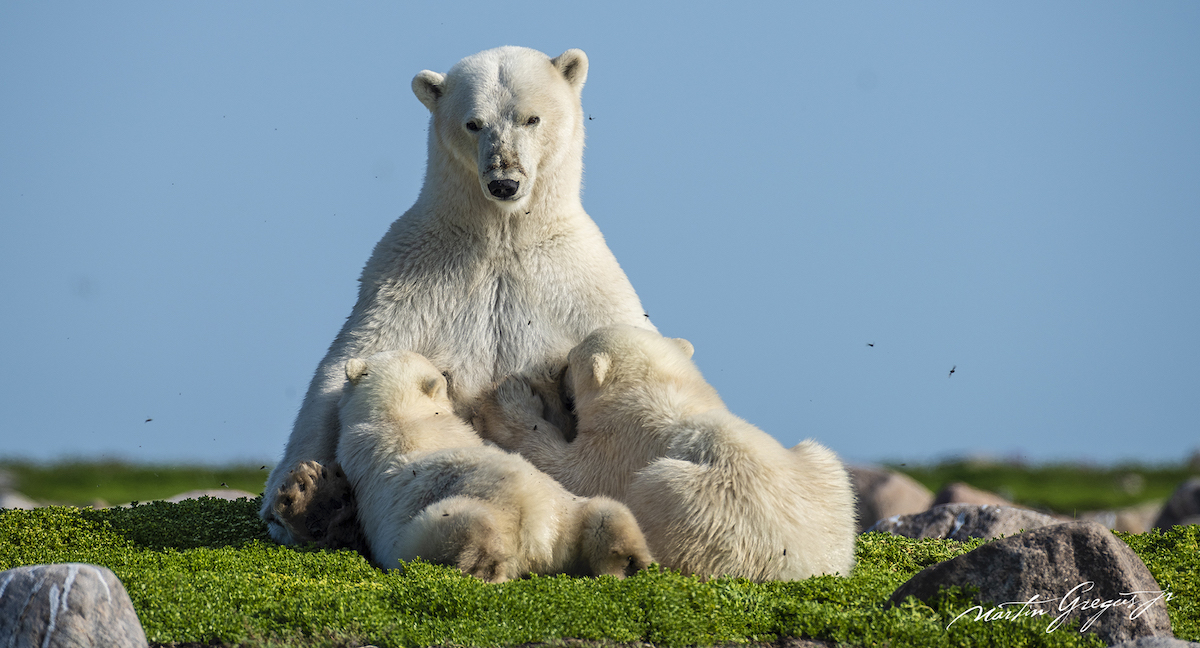Polar Bear Nursing Her Cubs by Martin Gregus
