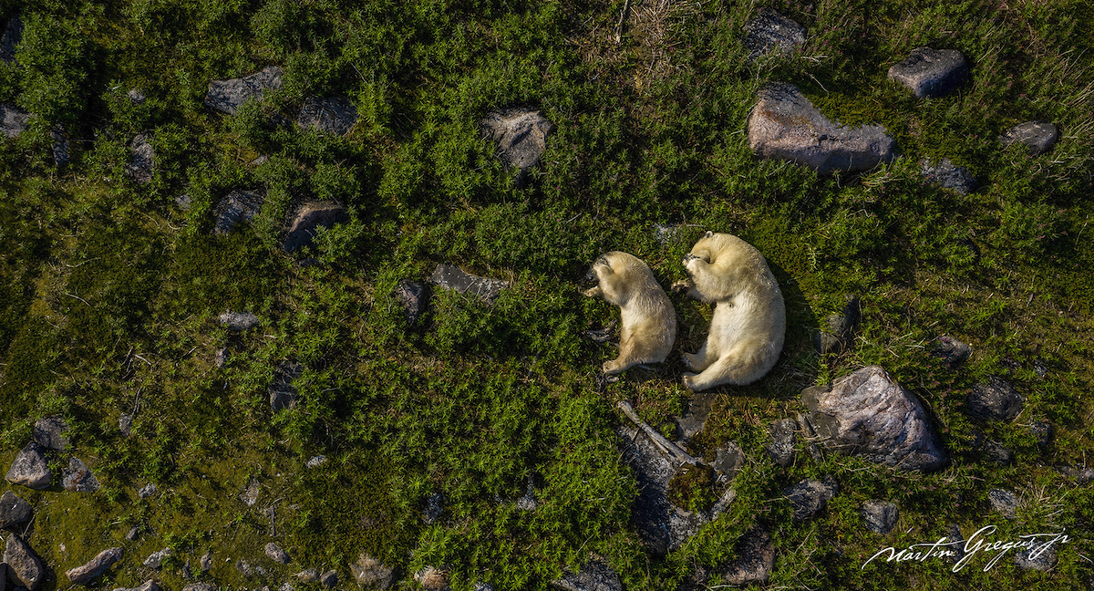 Two Polar Bears Napping by Martin Gregus
