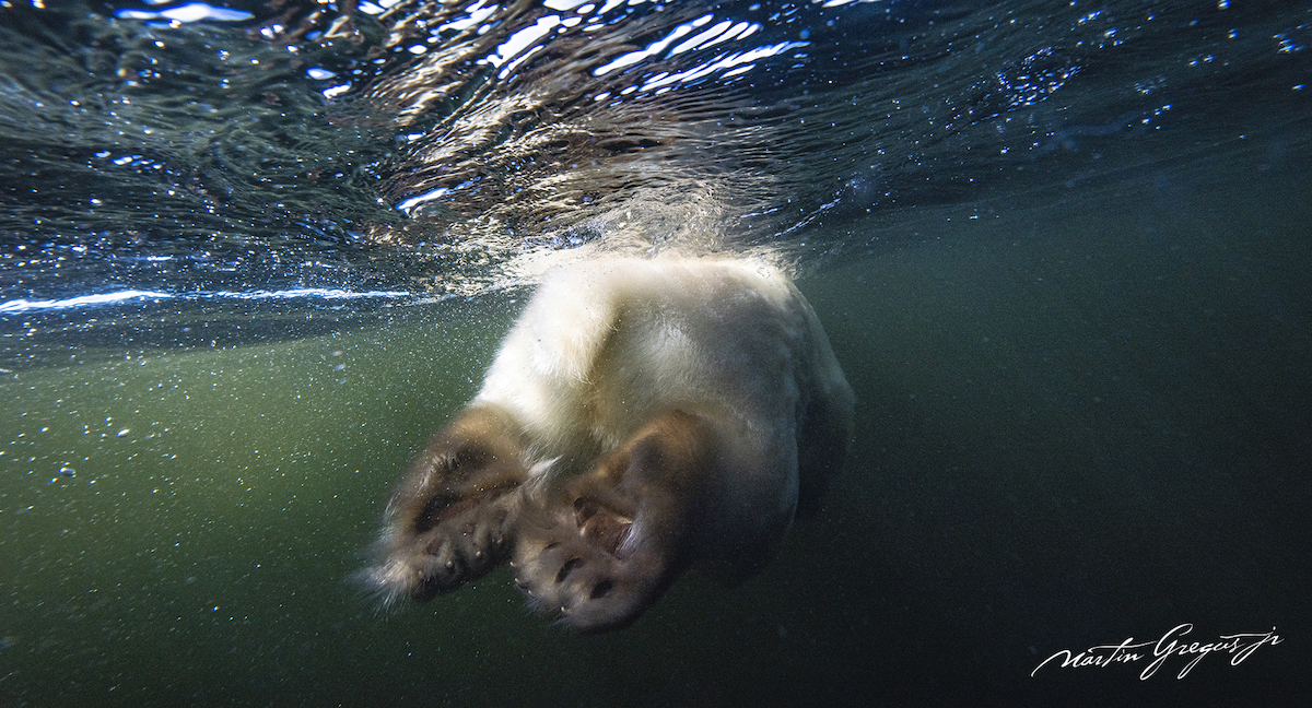 Polar Bear Swimming View from Underwater