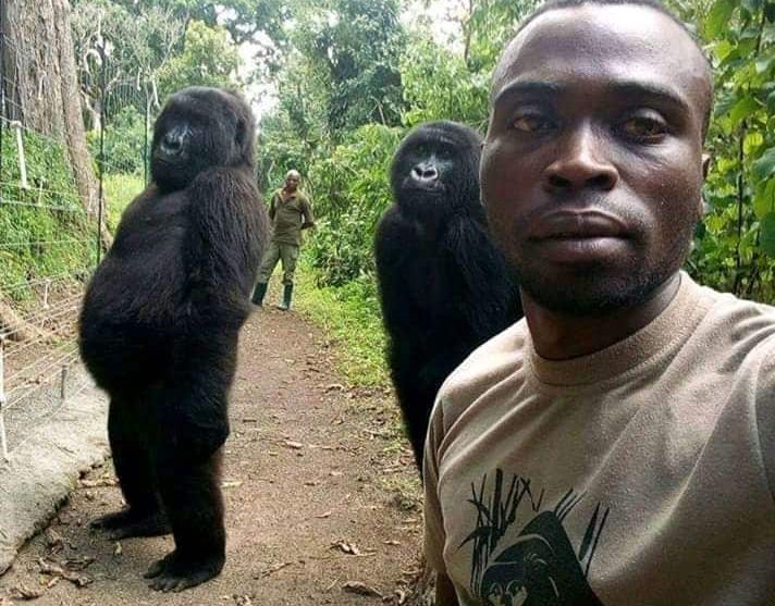 Selfie Gorille en République Démocratique du Congo