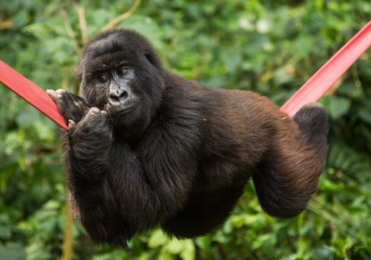 Orphaned Mountain Gorillas