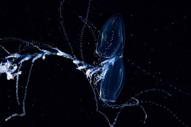 Aquatilis Documentary About Deep Sea Creatures