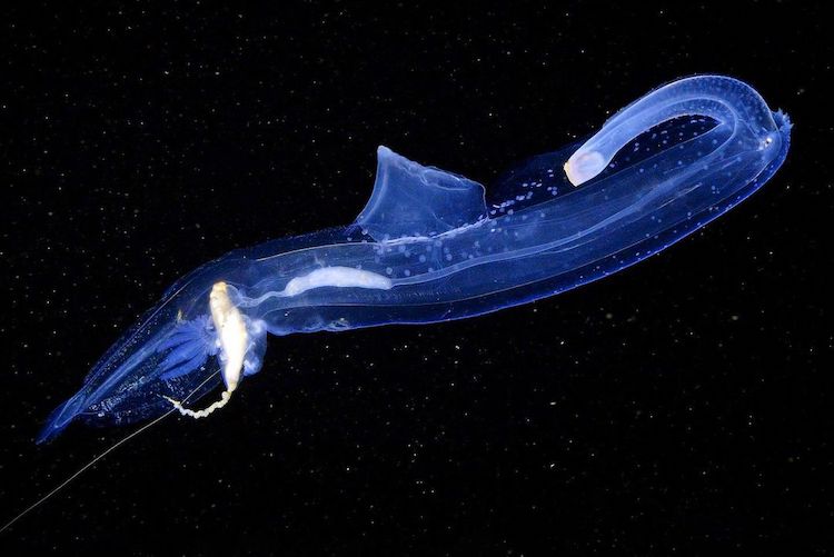 Aquatilis Documentary About Deep Sea Creatures