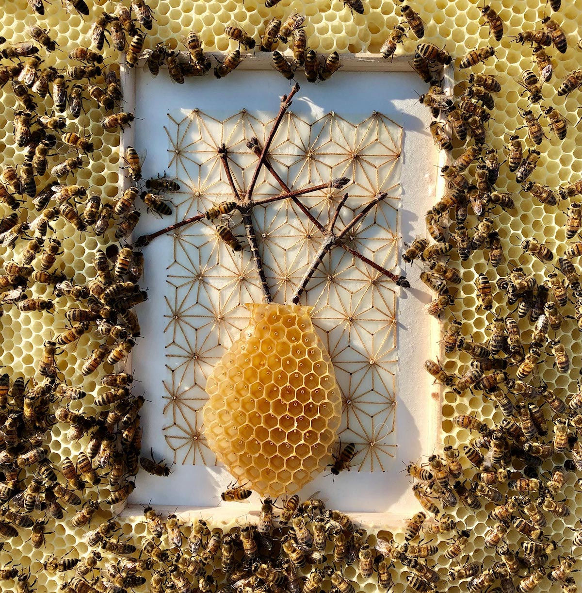 Mixed Media Honeycomb by Ava Roth