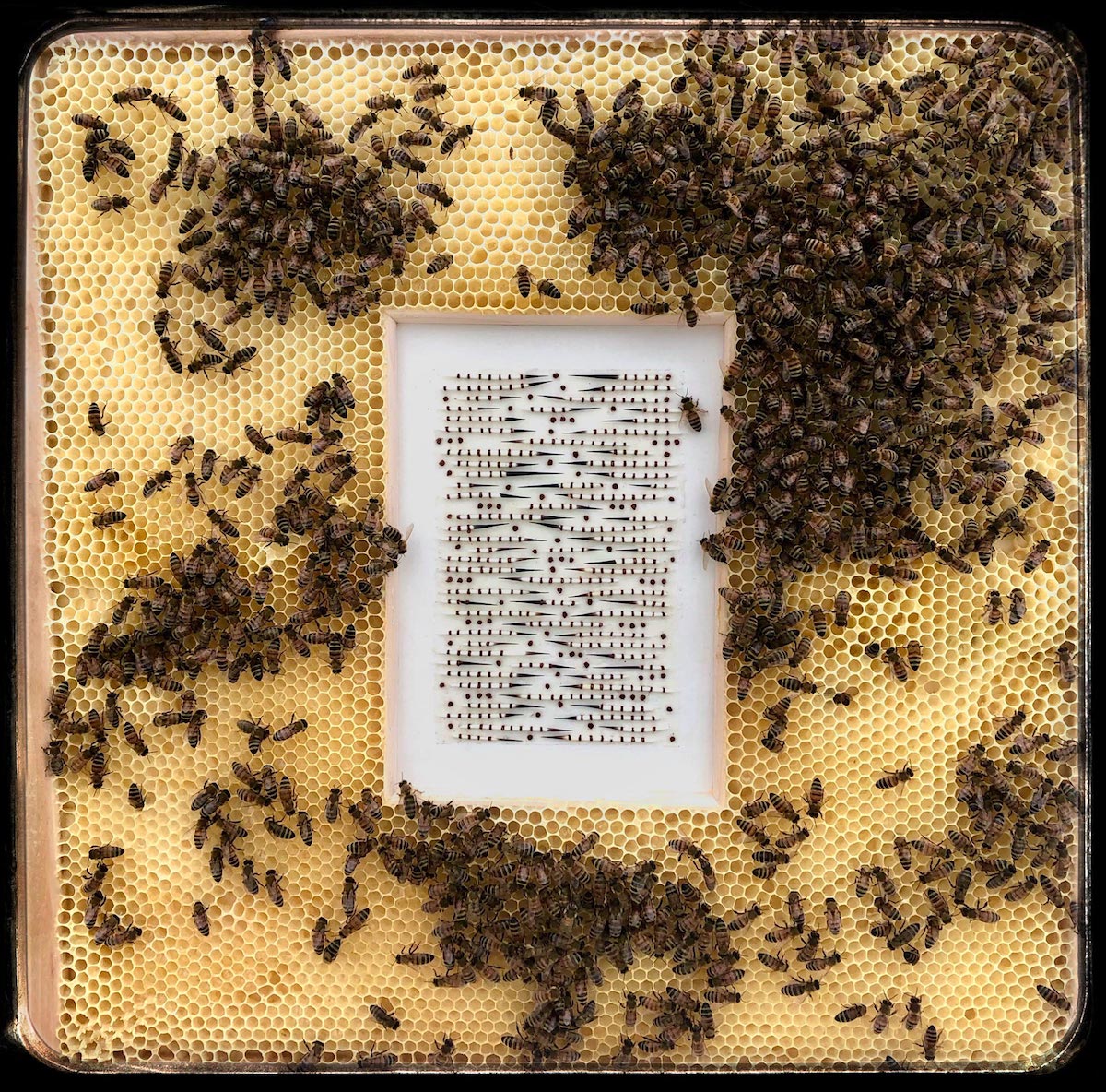 Multimedia honeycomb by Ava Roth