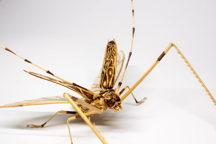 Bamboo Insects by Noriyuki Saitoh