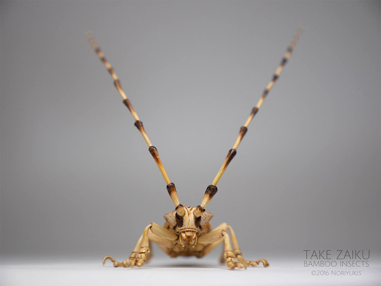 Bamboo Insects by Noriyuki Saitoh