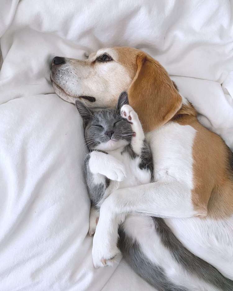 Beagle and hot sale kitten