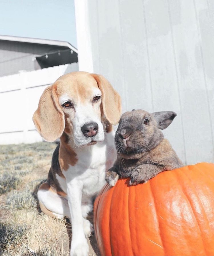 Chloe and Chlea Dog and Cat Best Friends