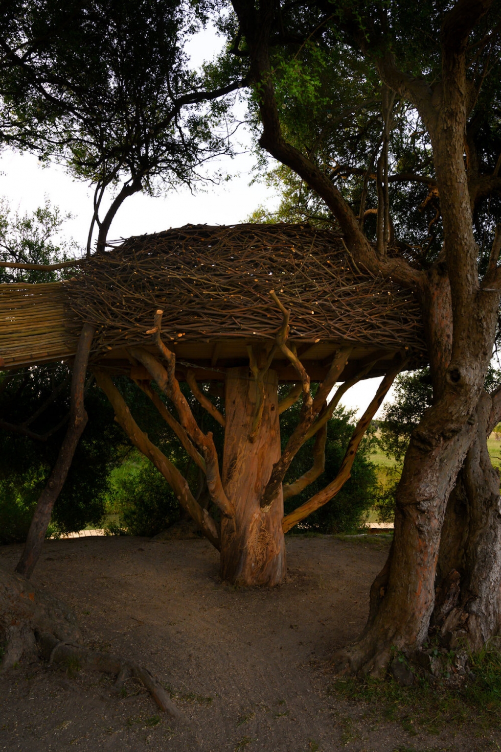 Incredible Wooden Sculptures Resemble Giant Bird's Nests