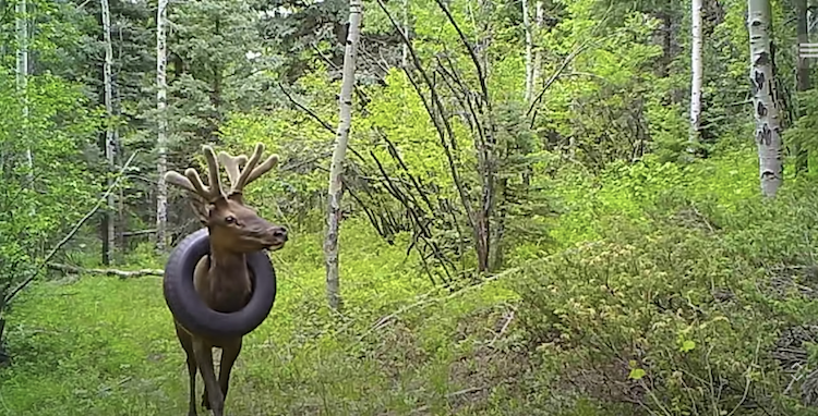 Wildlife Officers Remove Tire From Elk's Neck
