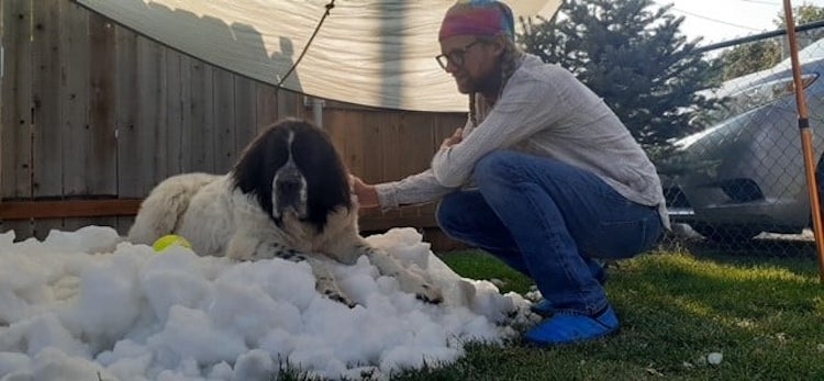 Dying Dog Plays in Snow For the Last Time