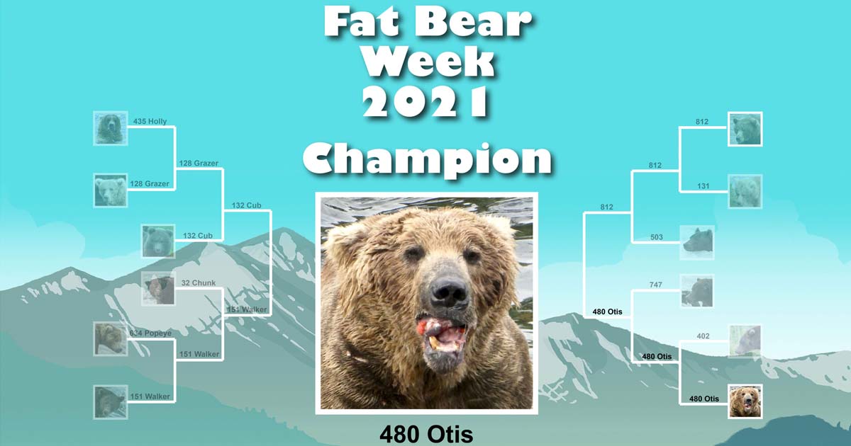 Conoce al oso ganador del concurso Fat Bear Week 2021 de Alaska