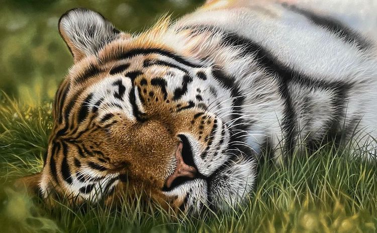 Animal Paintings by Julie Rhodes