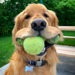 Dog Earns Guinness World Record for Most Tennis Balls Held in the Mouth