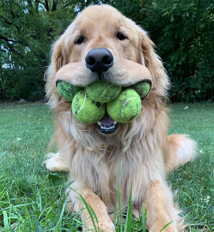 Most Tennis Balls Held in the Mouth by a Dog Guinness World Records