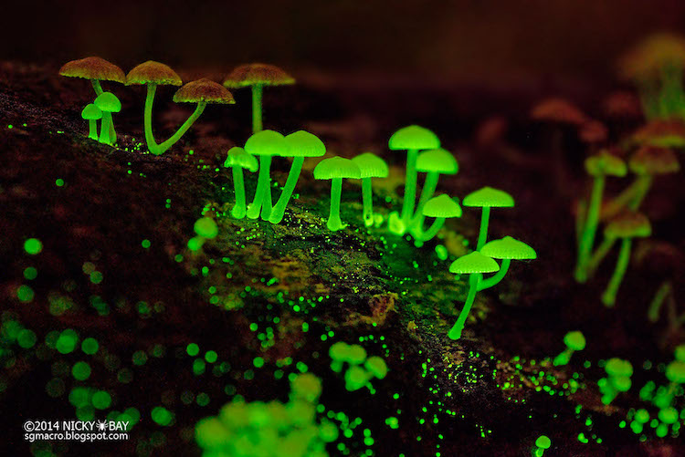 Glowing Bioluminescent Mushrooms in Singapore Photographed by Nicky Bay