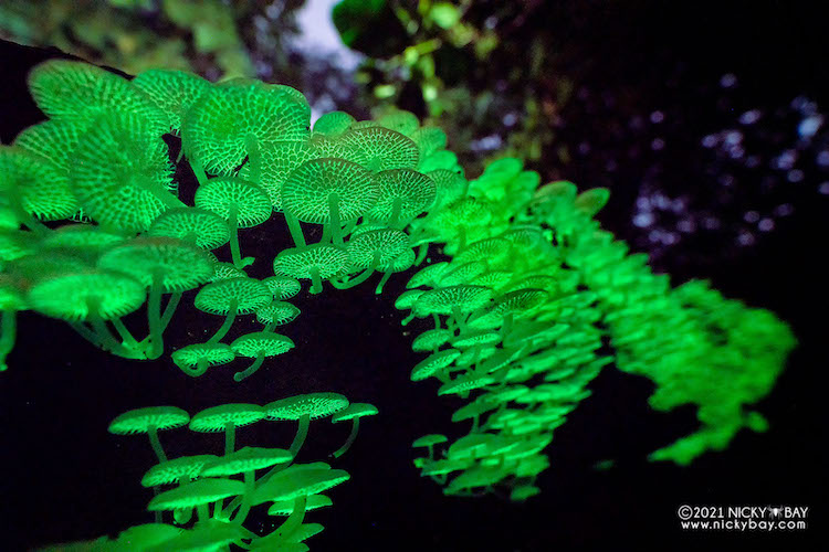 Glow in the Dark Mushrooms in Singapore