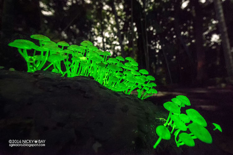 Glowing Bioluminescent Mushrooms in Singapore Photographed by Nicky Bay