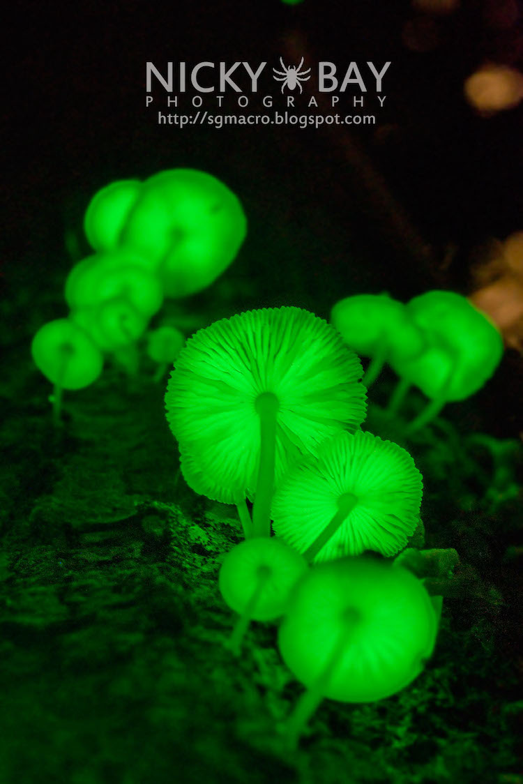 Glow in the Dark Mushrooms in Singapore