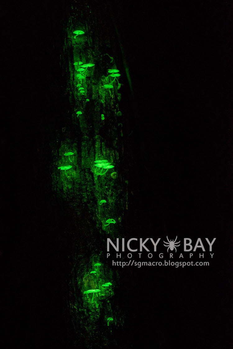 Glowing Bioluminescent Mushrooms in Singapore Photographed by Nicky Bay