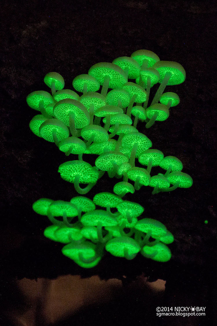 Glowing Bioluminescent Mushrooms in Singapore Photographed by Nicky Bay